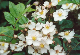 Rosa multiflora, Rosier à fleurs nombreuses