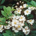 20020600_bassecourt_les-lavoirs_rosa_multiflora.jpg