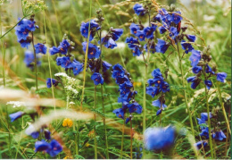 Polemonium caeruleum, Polémoine bleue