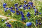 Polemonium caeruleum, Polémoine bleue