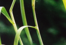 Glyceria fluitans