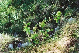 Sorbus chamaemespilus, Sorbier petit néflier