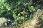 Sorbus chamaemespilus, Sorbier petit néflier