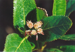 Sorbus chamaemespilus, Sorbier petit néflier