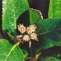 20020600_chasseral_sorbus_chamaemespilus_2.jpg