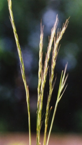 20020600_court_gorges_agropyron_caninum.jpg