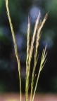 Elymus caninus