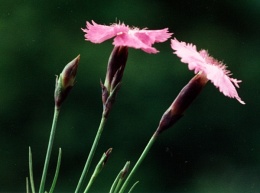Dianthus gratianopolitanus