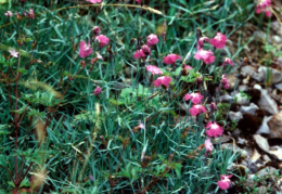 Dianthus gratianopolitanus