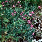 Dianthus gratianopolitanus