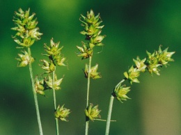 Carex pairae