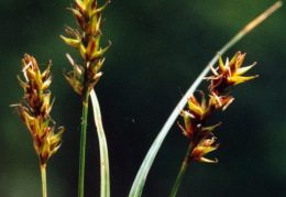 Carex spicata