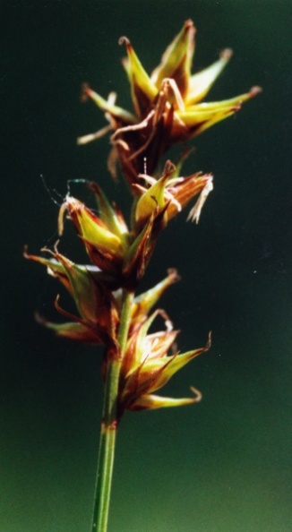 20020600_delemont_ballastiere_carex_spicata_02.jpg