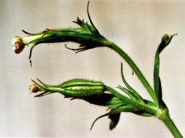 Silene noctiflora