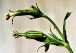 Silene noctiflora