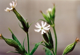 Silene noctiflora