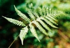 Phegopteris connectilis