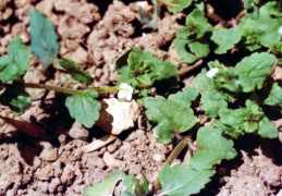 Veronica agrestis, Véronique agreste