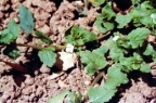 Veronica agrestis, Véronique agreste