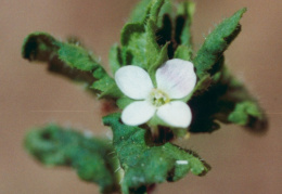 Veronica agrestis, Véronique agreste