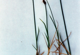 Carex chordorrhiza