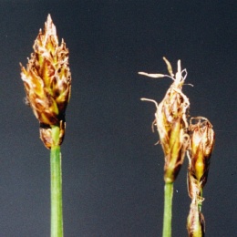 Carex chordorrhiza