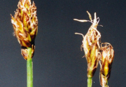 Carex chordorrhiza