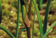 Scheuchzeria palustris, Scheuchzérie des marais