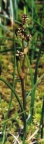 Scheuchzeria palustris, Scheuchzérie des marais