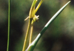 Scheuchzeria palustris, Scheuchzérie des marais