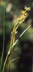 Scheuchzeria palustris, Scheuchzérie des marais