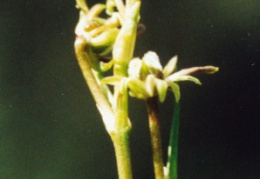 Scheuchzeria palustris, Scheuchzérie des marais