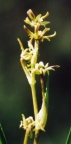 Scheuchzeria palustris, Scheuchzérie des marais