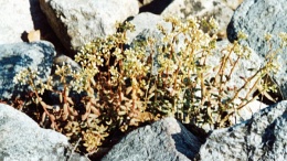 Sedum album