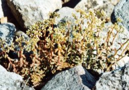 Sedum album