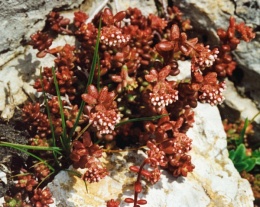 Sedum album