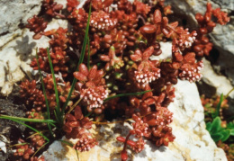 Sedum album