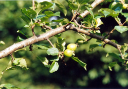 Malus sylvestris, Pommier sauvage