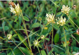 Trifolium ochroleucon, Trèfle jaunâtre