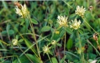 Trifolium ochroleucon, Trèfle jaunâtre