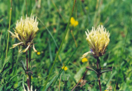 Trifolium ochroleucon, Trèfle jaunâtre