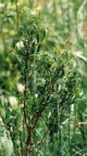 Salix repens