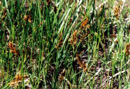 Blysmus compressus, Blysmus comprimé
