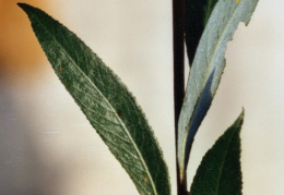 Salix alba