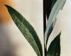 Salix alba