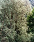 Salix alba