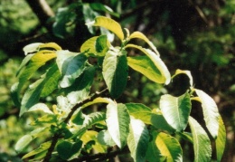 Salix appendiculata