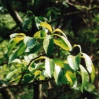 Salix appendiculata