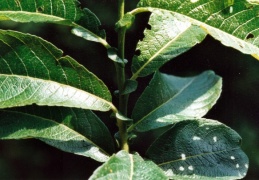 Salix appendiculata