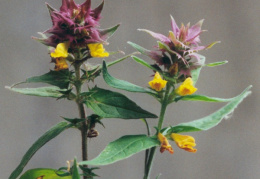 Melampyrum nemorosum, Mélampyre des bois